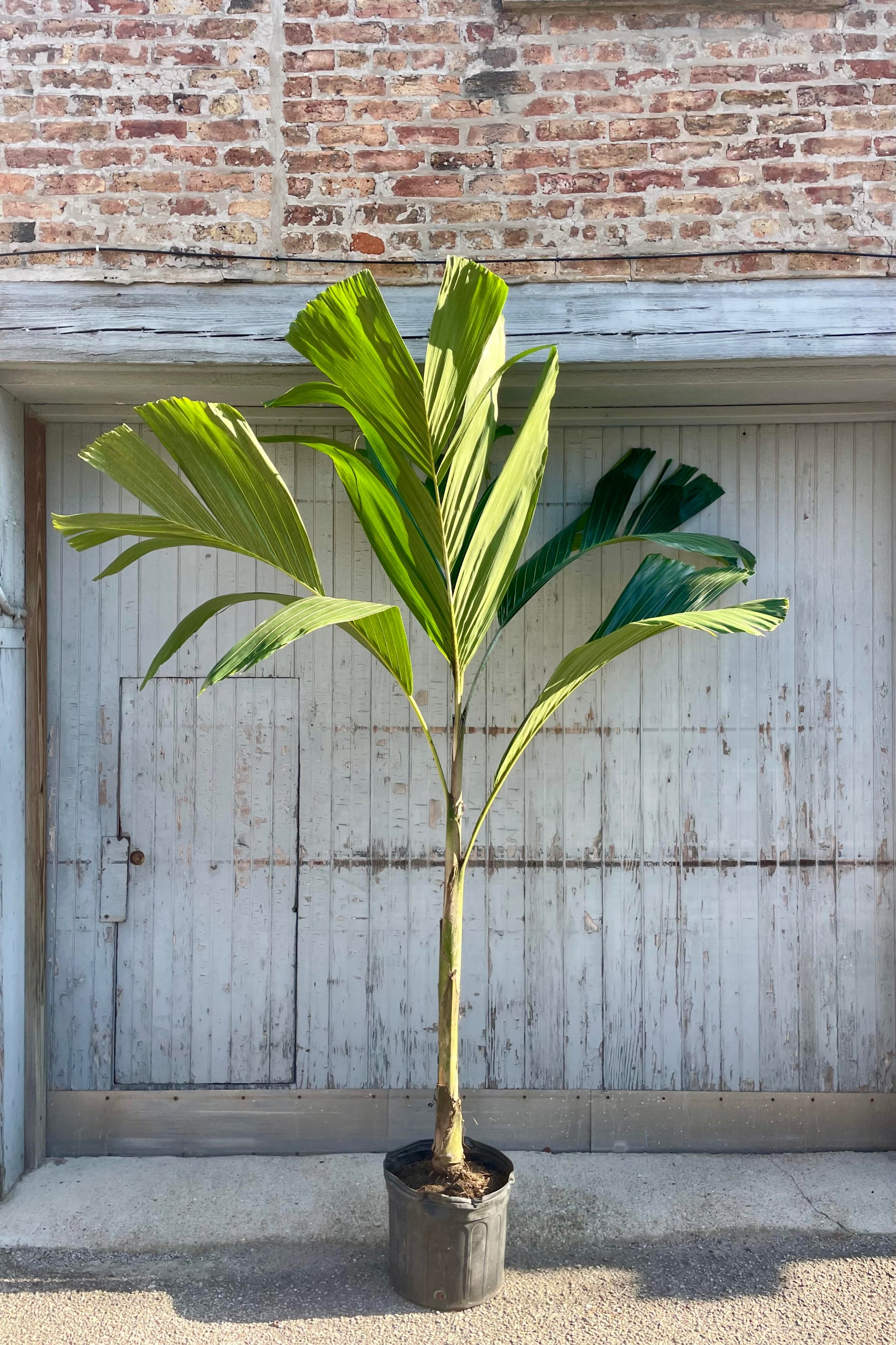 Photo of an Obi Island Palm, Hydriastele, in a black pot against a gray and brick wall. ©Sprout Home