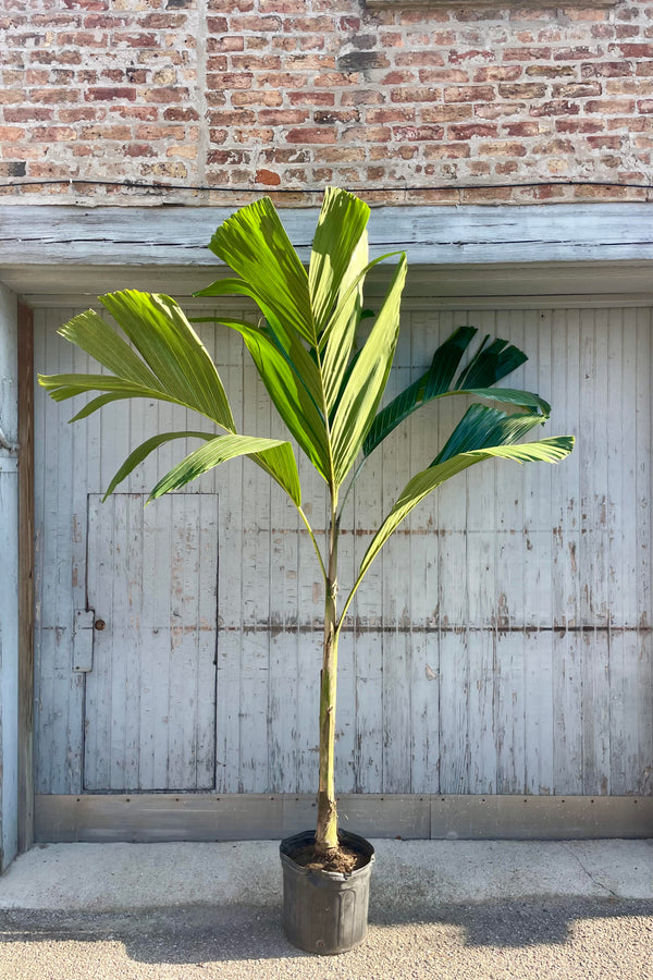 Photo of an Obi Island Palm, Hydriastele, in a black pot against a gray and brick wall.