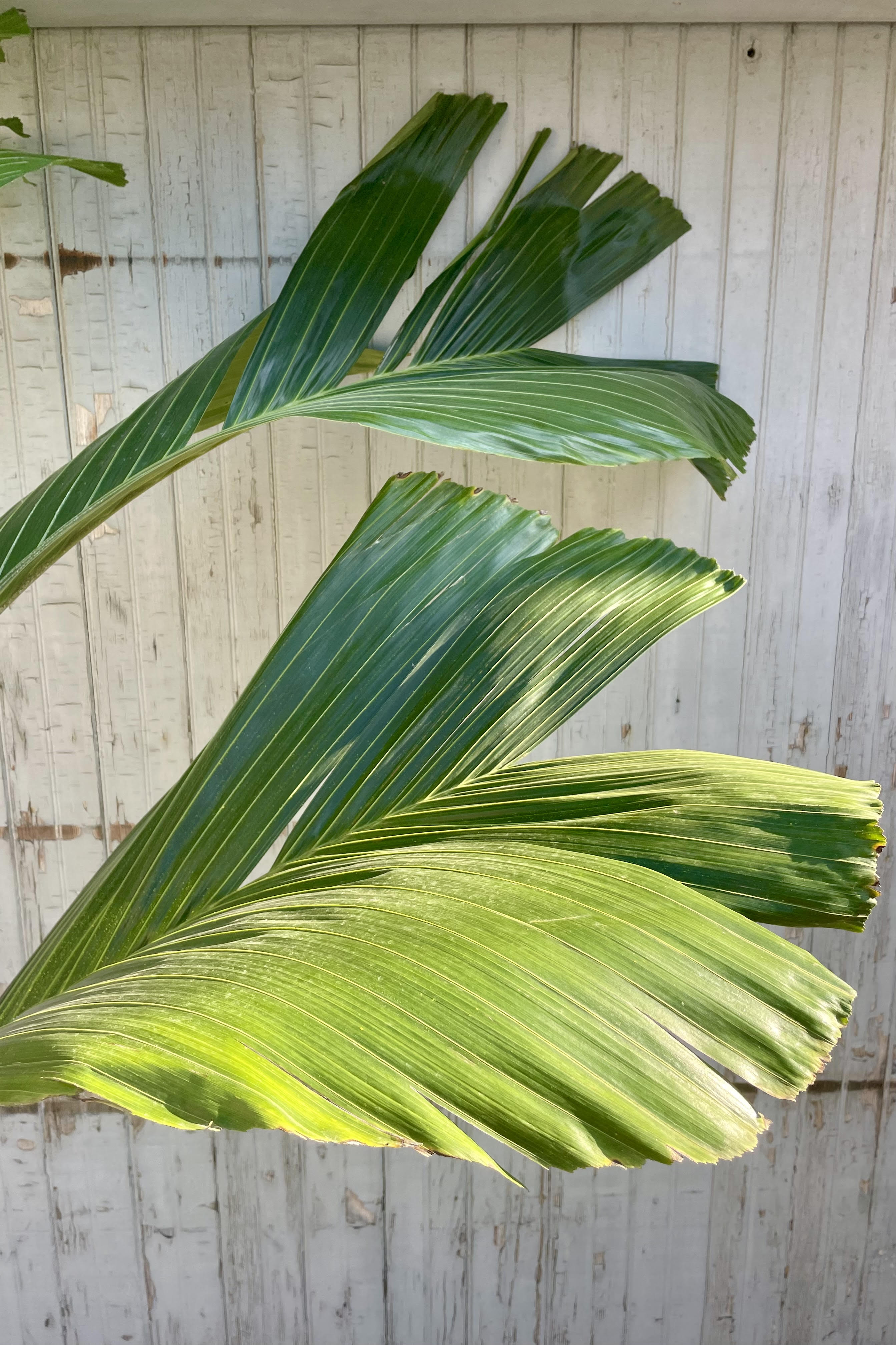 Photo of an Obi Island Palm's leaves, Hydriastele, against a gray wall. The leaves are broad and green, naturally rayed and split and highlighted by a ray of sun.