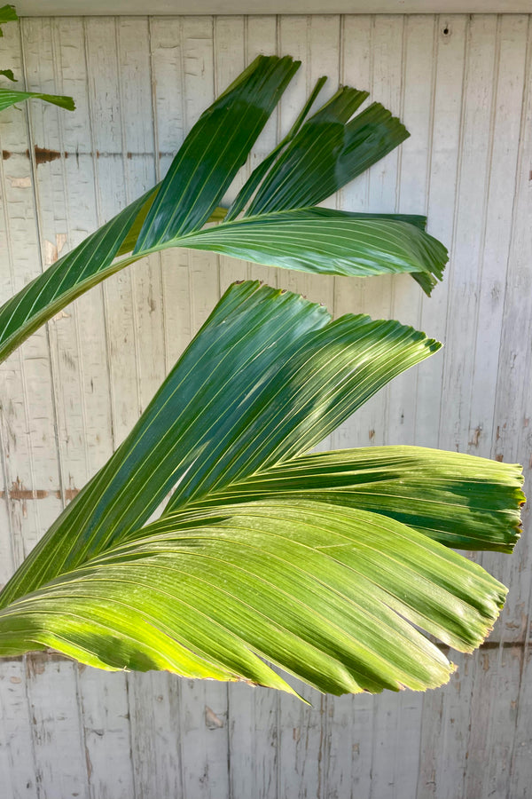 Photo of an Obi Island Palm's leaves, Hydriastele, against a gray wall. The leaves are broad and green, naturally rayed and split and highlighted by a ray of sun.