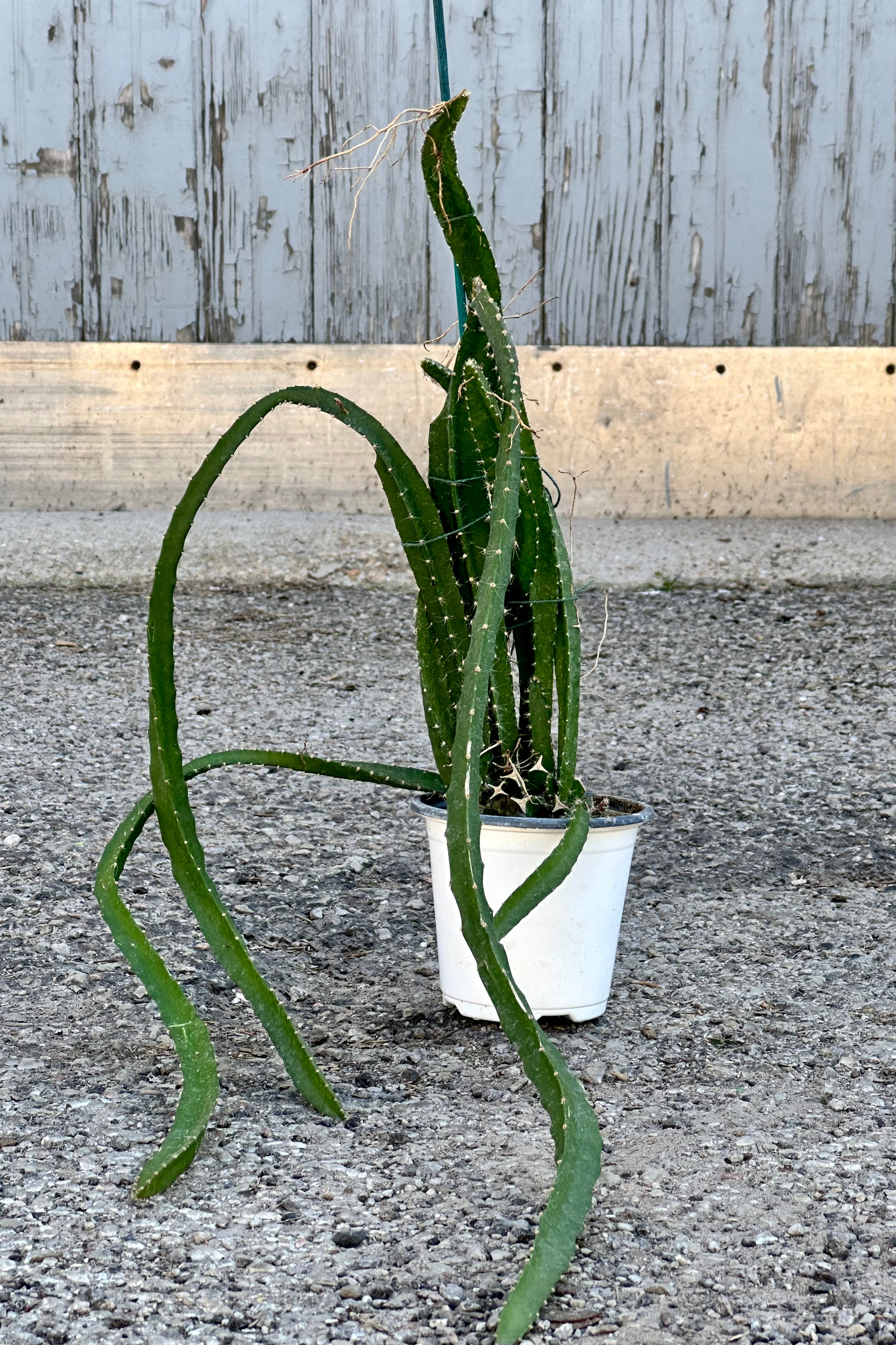 Hylocereus 'Dragon Fruit' plant in a 4" growers pot sitting on concrete at Sprout Home. 