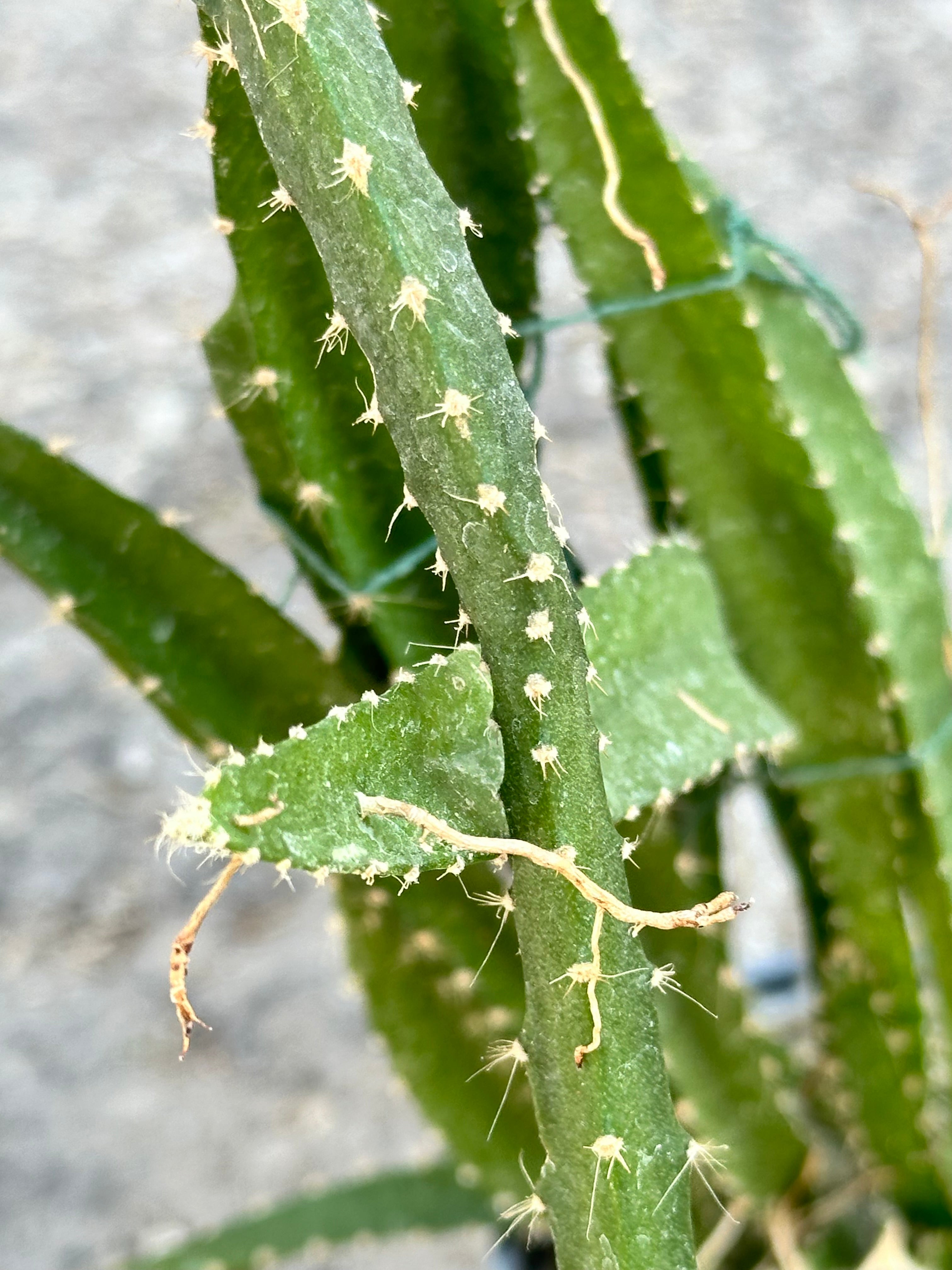 up close picture of the leathery and furry looking limbs of the Hylocereus 'Dragon Fruit' plant at Sprout Home