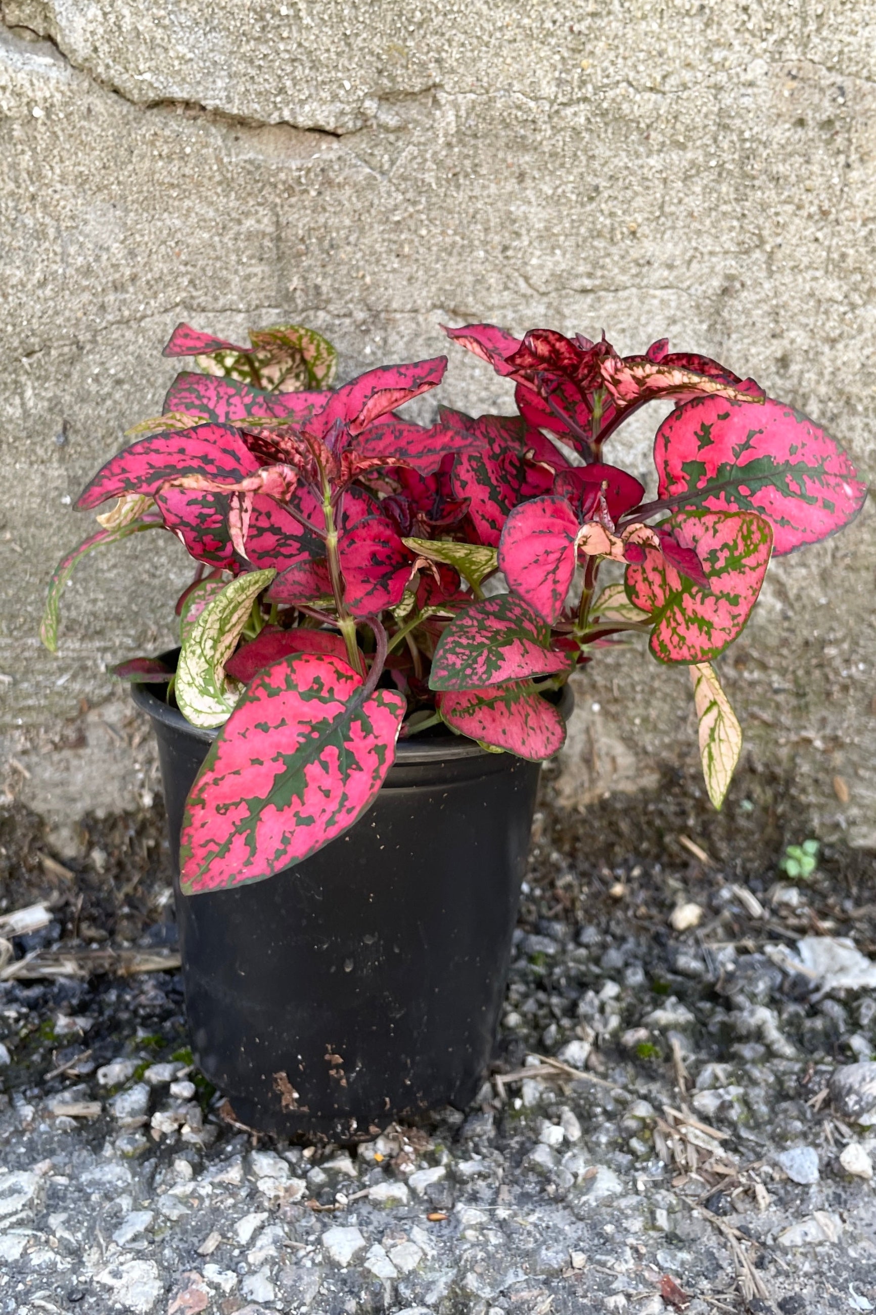 Hypoestes in a Red color growing in a 4" growers pot against a concrete wall. ©Sprout Home