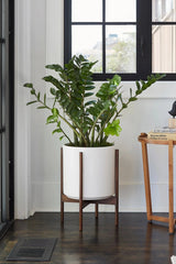 LBE Design the 12 white cylinder planter with dark teak stand potted with a ZZ plant and in a living room with dark floors and white walls. 