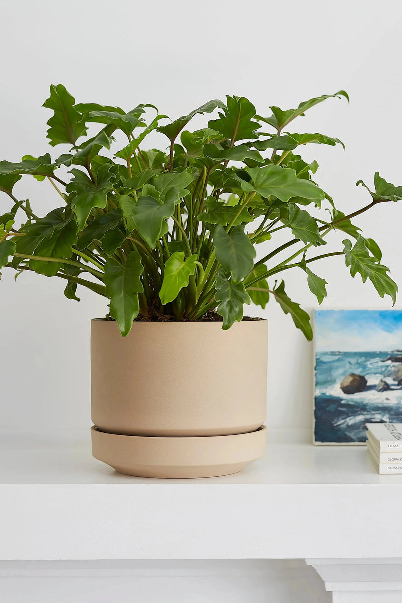 LBE Design Rivival Ceramics Oatmeal Round Two planter potted with a plant on a white shelf.