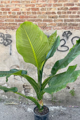 Photo of large broad leaves of Dieffenbachia against a concrete and brick wall.