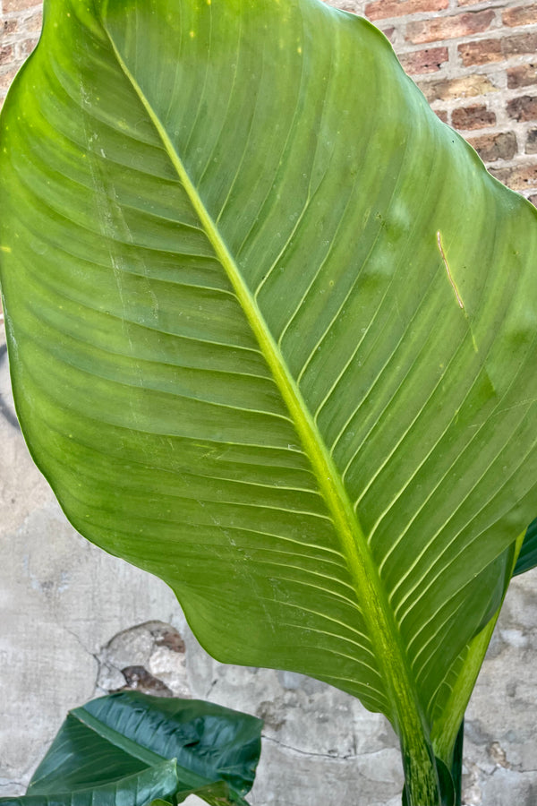 Close photo of extra wide, ribbed leaves of Dieffenbachia against a concrete and brick wall.