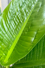 Close photo of extra wide, ribbed leaves of Dieffenbachia against a concrete and brick wall.