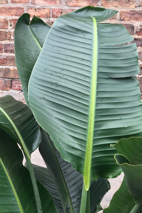 Strelitzia nicolai "White Bird of Paradise" featuring long oval bright green leaves on tall multistalk plant against brick wall at Sprout Home.