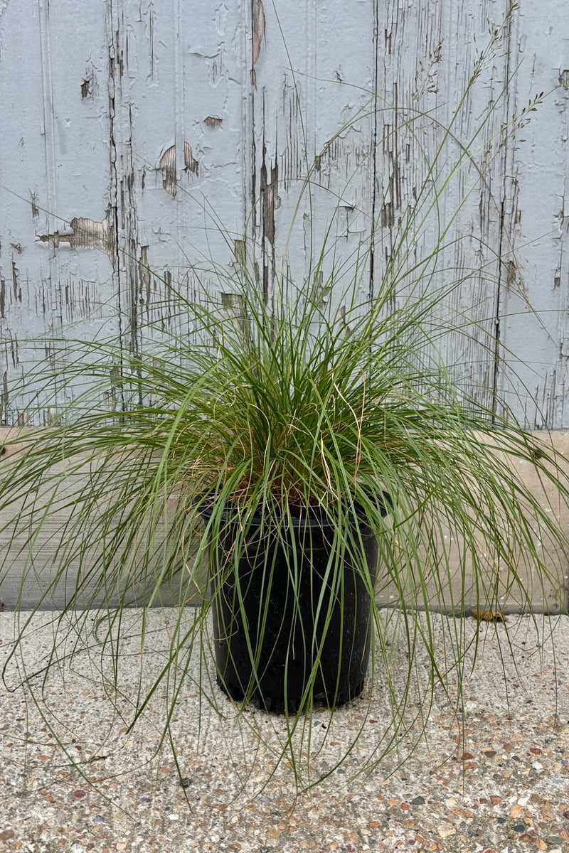 Sporobolus heterolepsis, prairie dropseed grass has a clumping shape with with narrow leaves that droop downward at an arch  