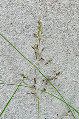 Detail of seed head on prairie dropseed grass against a cement background