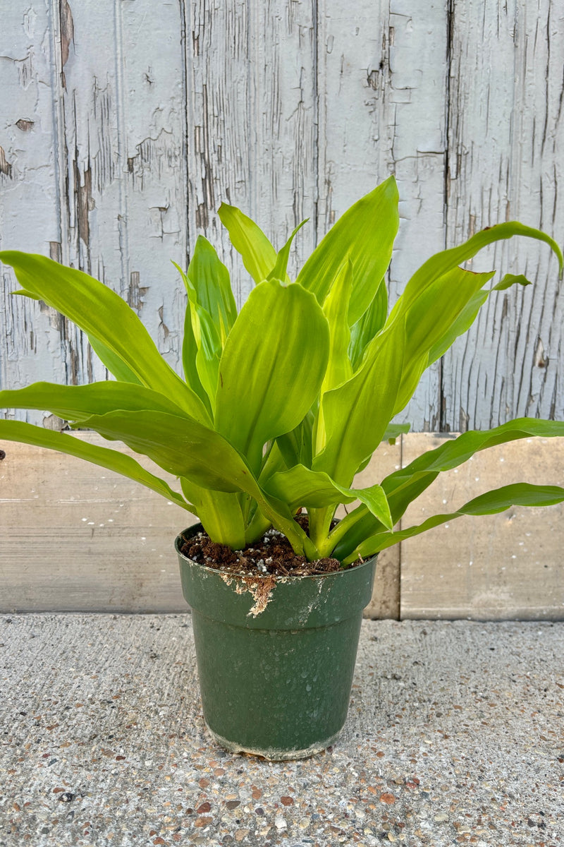 Dracaena plant with wide, lime green upright leaves in a green plastic pot against grey wall