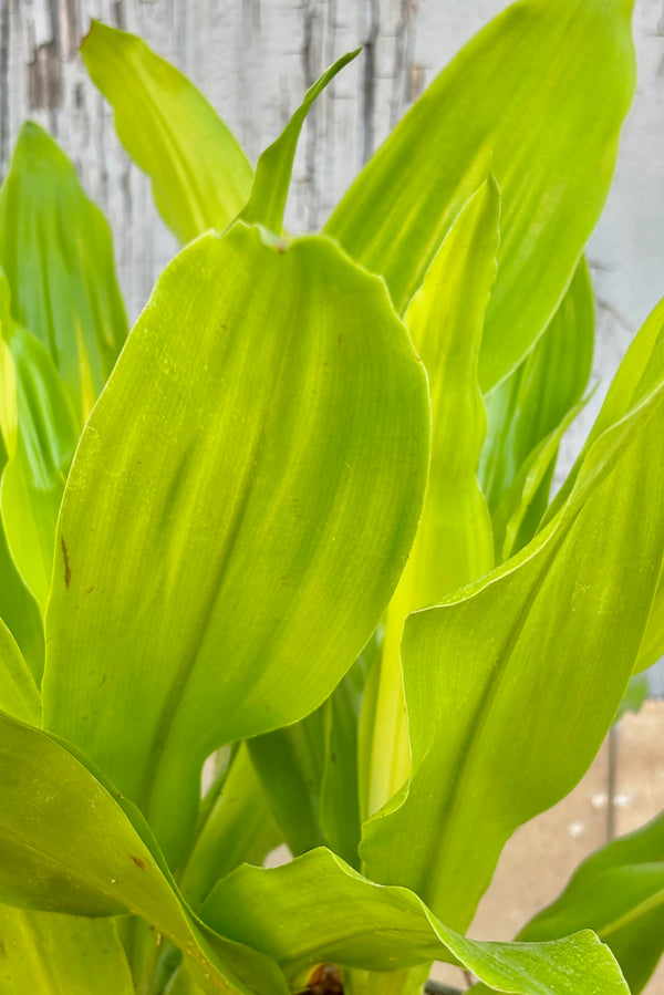 Close up of Dracaena plant with wide, lime green upright leaves in a green plastic pot against grey wall.