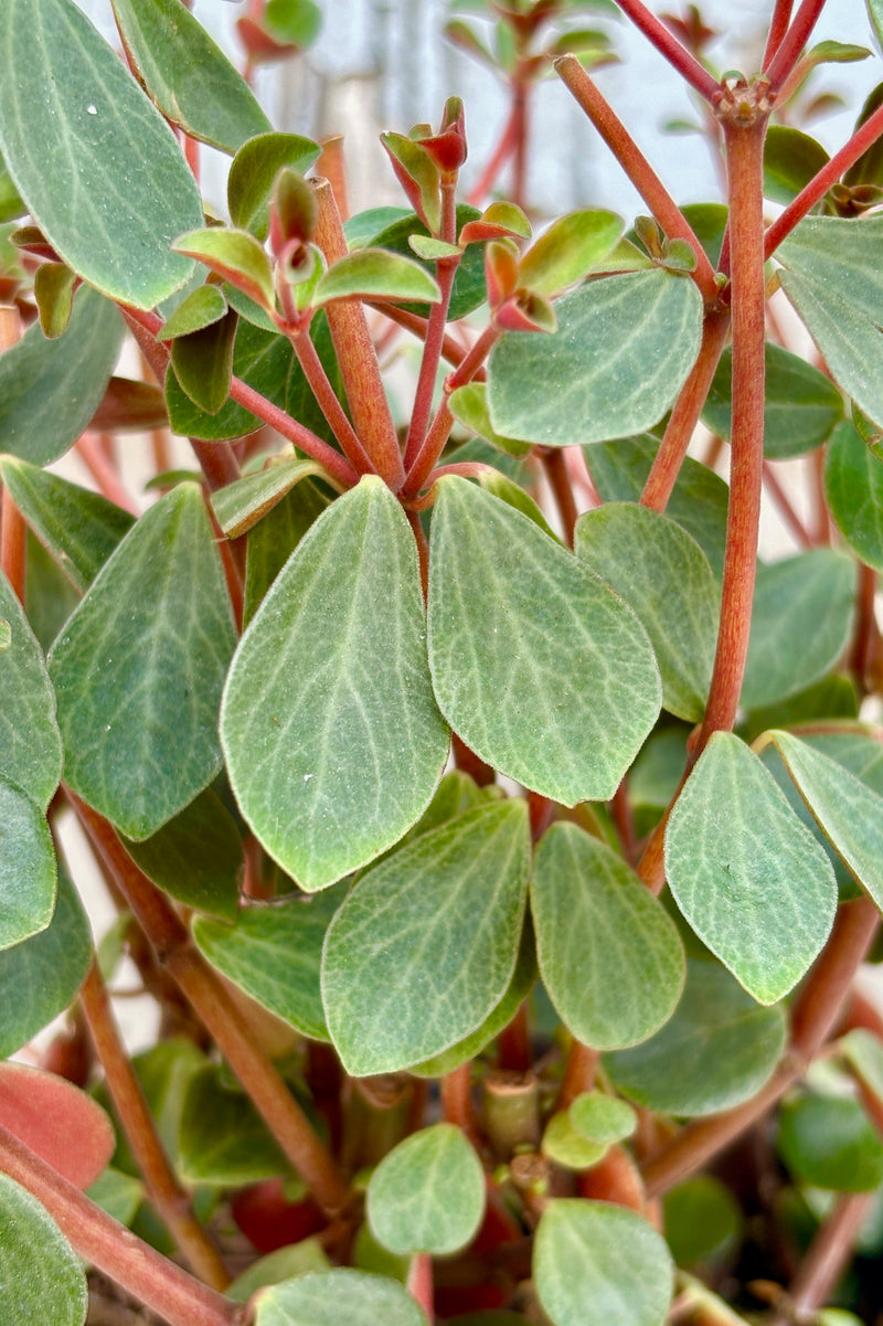 Detail shot of plant with small, tear drop shaped, dark green leaves on red stems. 