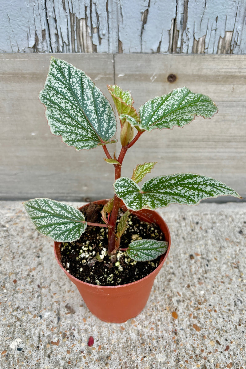 Upright plant with wing shaped dark green leaves spotted with white on red stems.