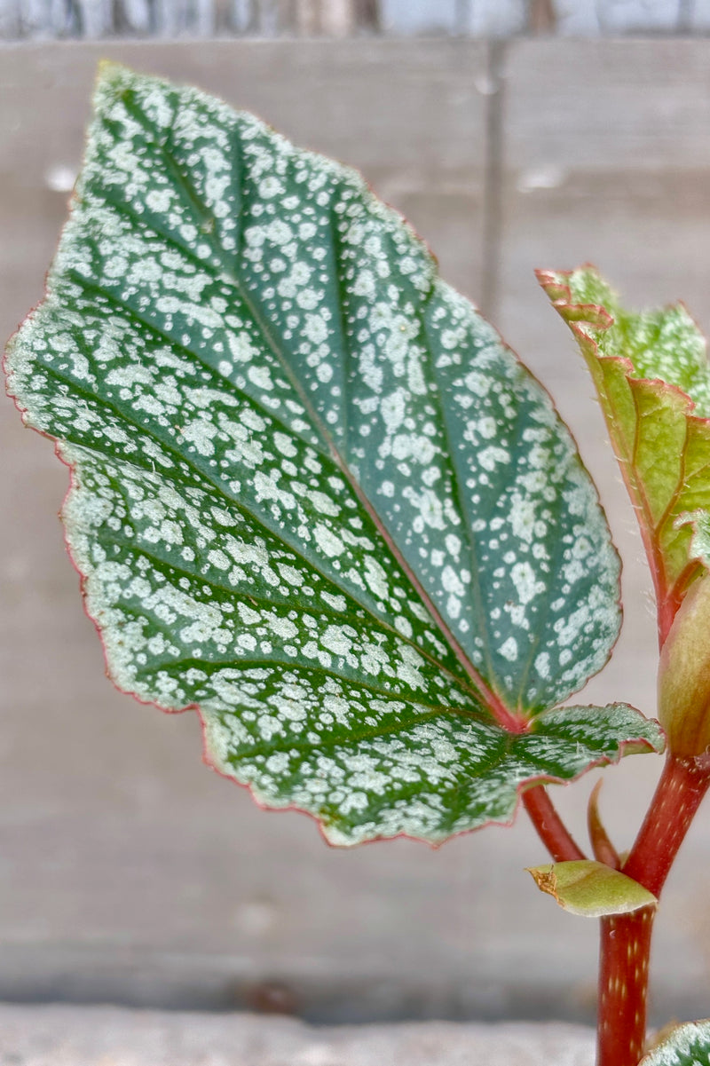 Detail shot of dark green leaves spotted with white on red stems.