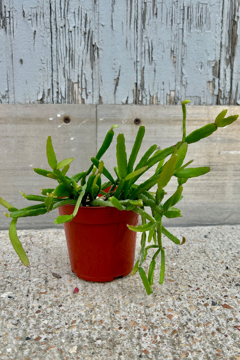 Trailing plant with long, fleshy, green, segmented leaves against a grey wall.