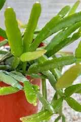 Close up of trailing plant with long, fleshy, green, segmented leaves against a grey wall.