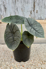 Alocasia 'Melo' with upright, leathery, dark green, shield shaped leaves on light green stems against a grey background.