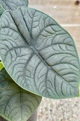 Close up of Alocasia 'Melo' with upright, leathery, dark green, shield shaped leaves on light green stems.