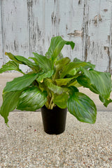 Upright plant with broad, bright green leaves with subtle patterning against a grey background.