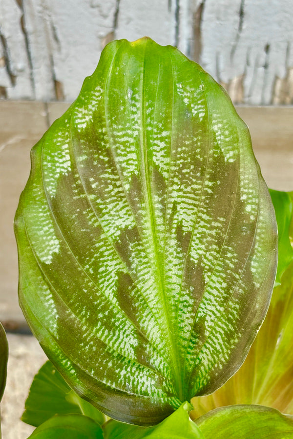 Close up of plant with broad, bright green leaves with subtle feathered purple and white patterning.