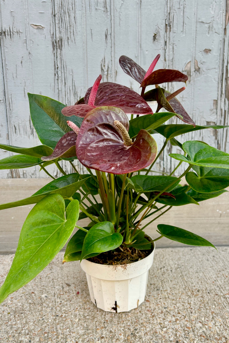 Upright plant with spear shaped green leaves and glossy, dark reddish brown heart shaped flowers against grey background.