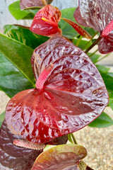 Close up of  plant with spear shaped green leaves and glossy, dark reddish brown heart shaped flowers.