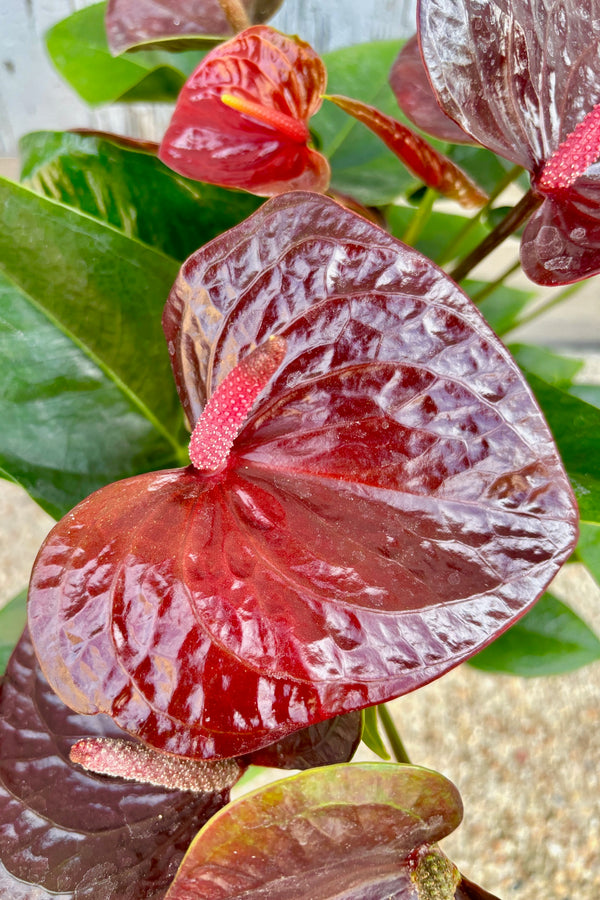 Close up of  plant with spear shaped green leaves and glossy, dark reddish brown heart shaped flowers.