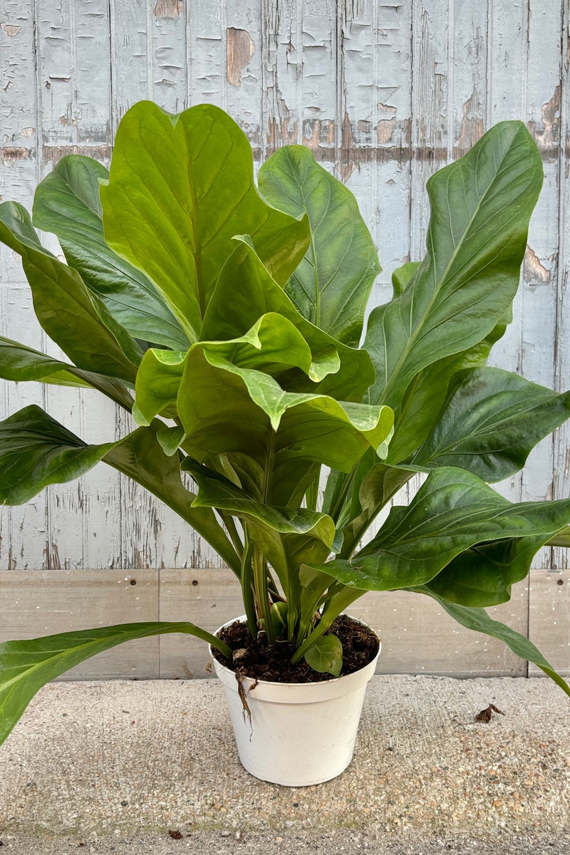 Plant with large, green upright leaves with ruffled edges against grey background. 