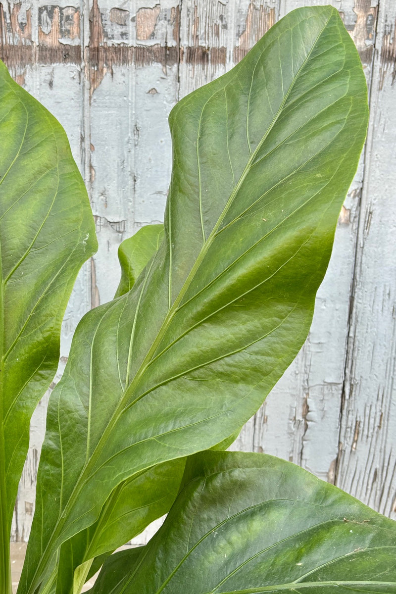 Close up of large, green upright leaves with ruffled edges on Anthurium 'Jungle Bush'