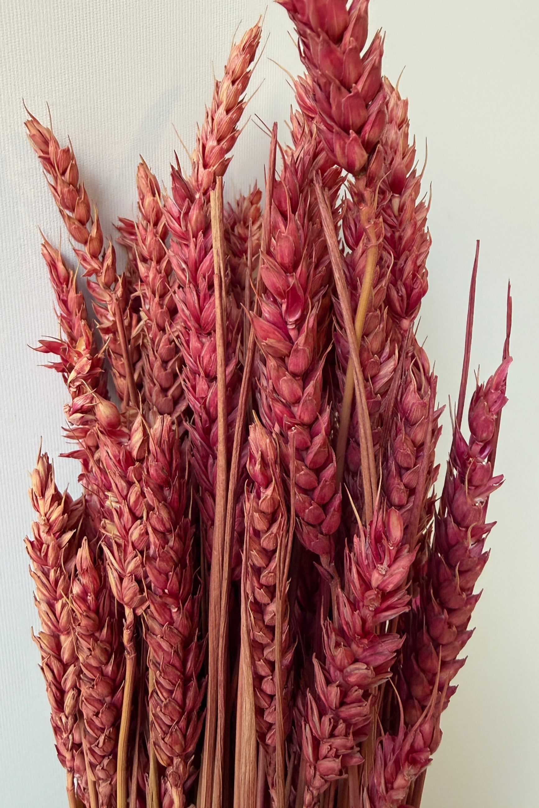 Bouquet of dried pink wheat on a light background ©Sprout Home