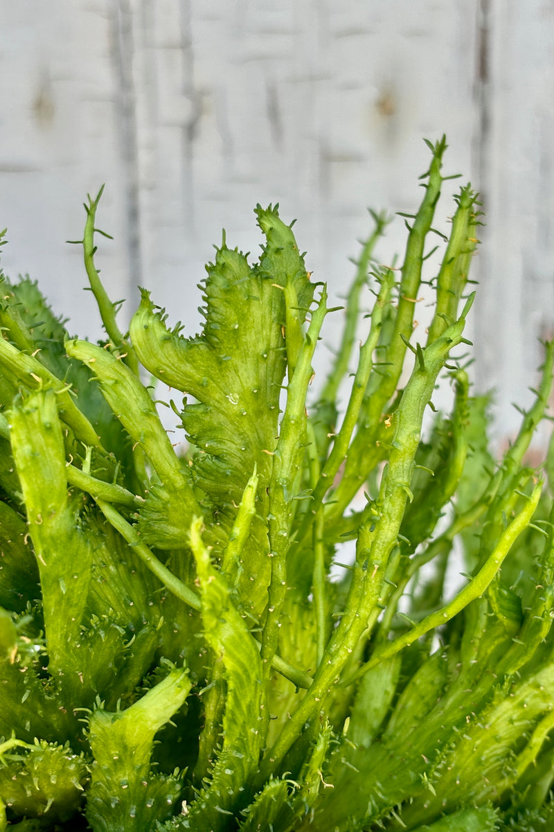 Detail of  twisted, flattened leaves of Medusa's Head Euphorbia. Bright green in color with edges that have small, sparse leaves that look like fringe on the plant.