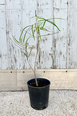 A small deciduous tree with narrow, dissected finger like leaves on thin stems. Over time, the trunk of this tree will swell to a bottle like shape which is where it gets it name. Shown against grey background.