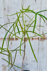 Detail of a small deciduous tree with narrow, dissected finger like leaves on thin stems. Over time, the trunk of this tree will swell to a bottle like shape which is where it gets it name. Shown against grey background.