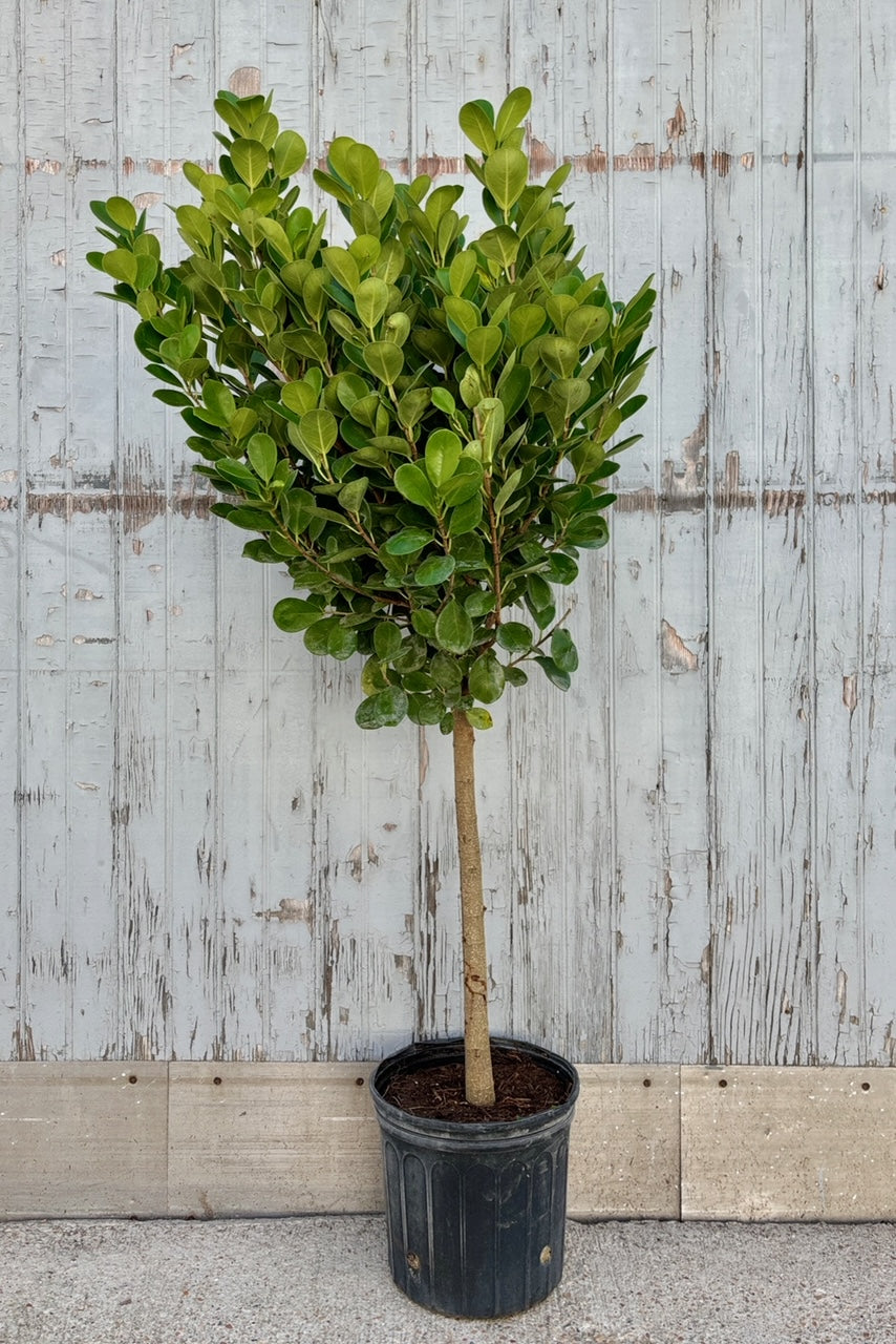 Tree standard with straight trunk and bushy canopy of rounded green leaves on slender stems against grey background.