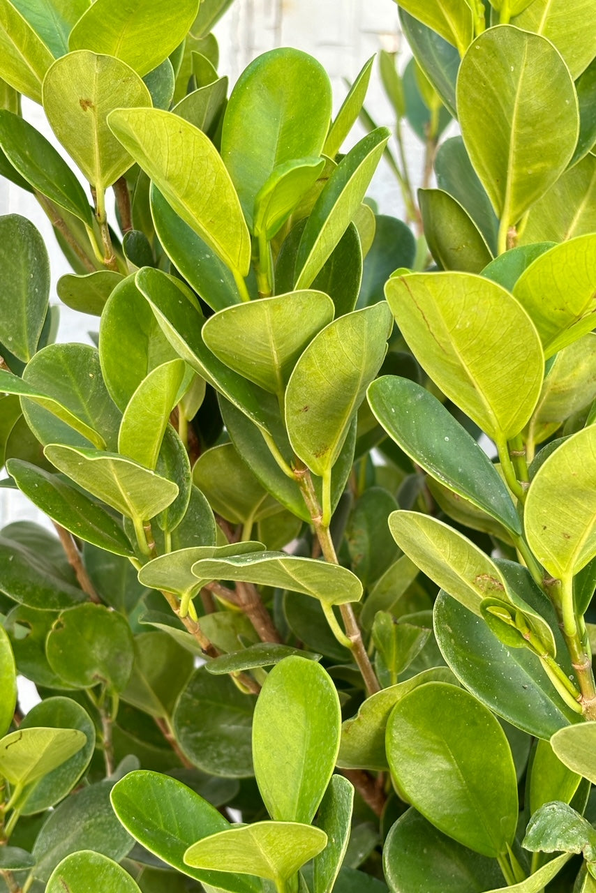 Detail of rounded green leaves on slender stems.