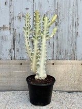 An upright, candelabra shaped succulent, white in color with dark thorns along the edges against a grey background. 