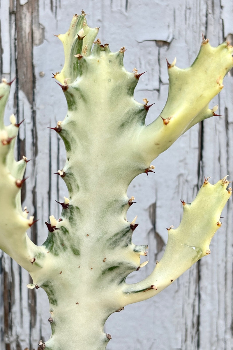 Detail of candelabra shaped succulent, white in color with dark thorns along the edges against a grey background.