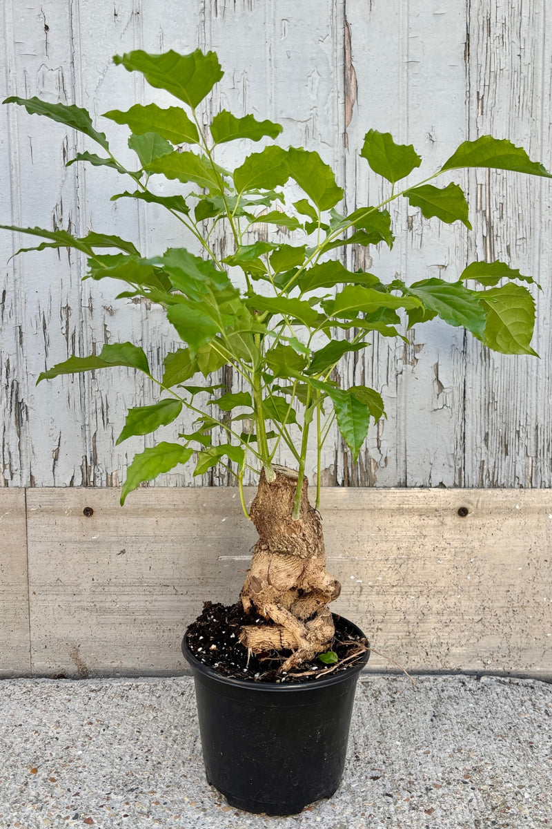 Small tree with thick root flare and trunk supporting thin stems with a a canopy of bright green serrated leaves against a grey background.