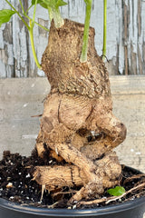 Detail of root flare in pot against grey wall. 