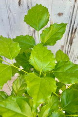 Detail of bright green serrated leaves on thin stems against grey background.