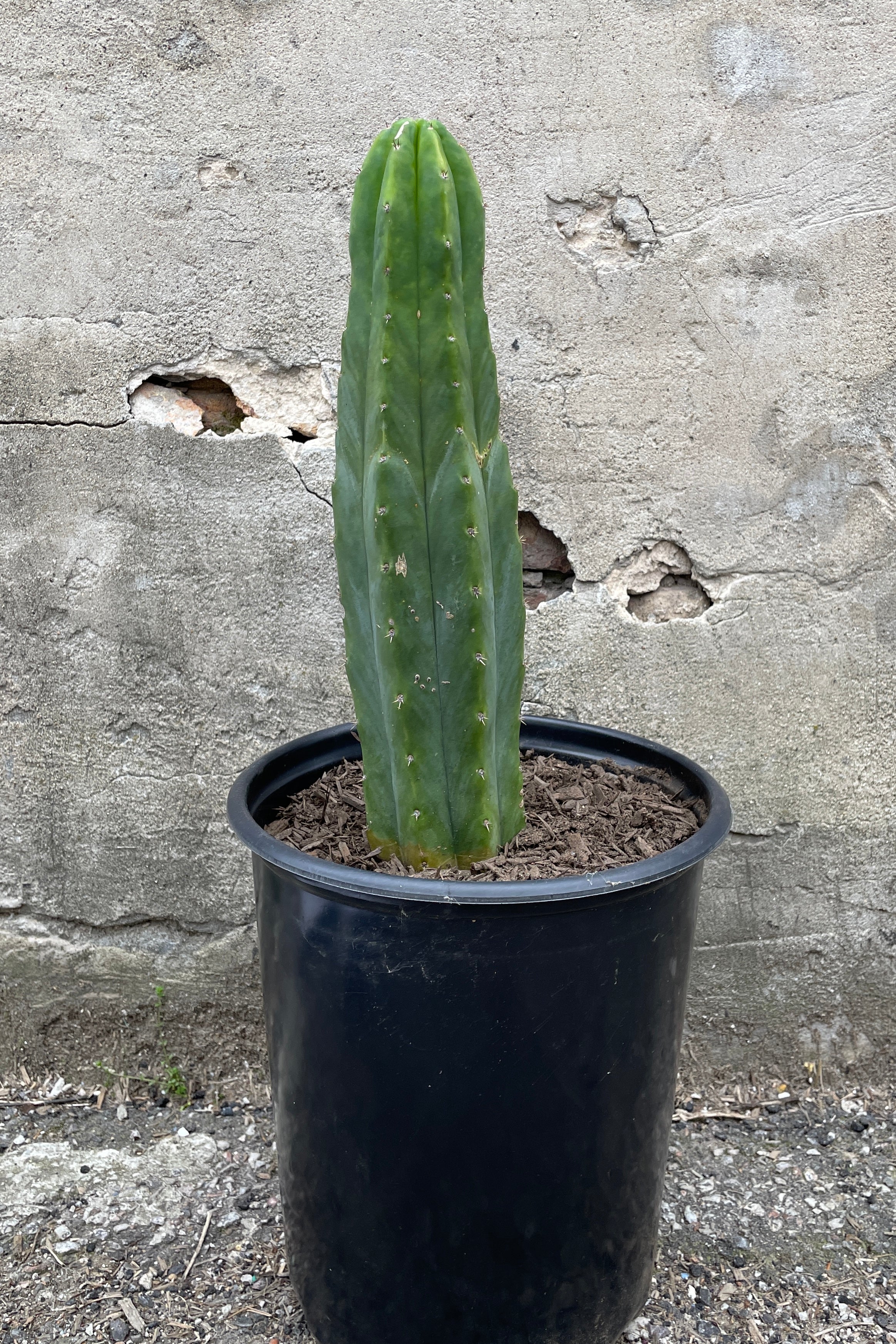 Echinopsis pachanoi 'San Pedro' shown as a single green,vetical column in a black growers pot against a cement background