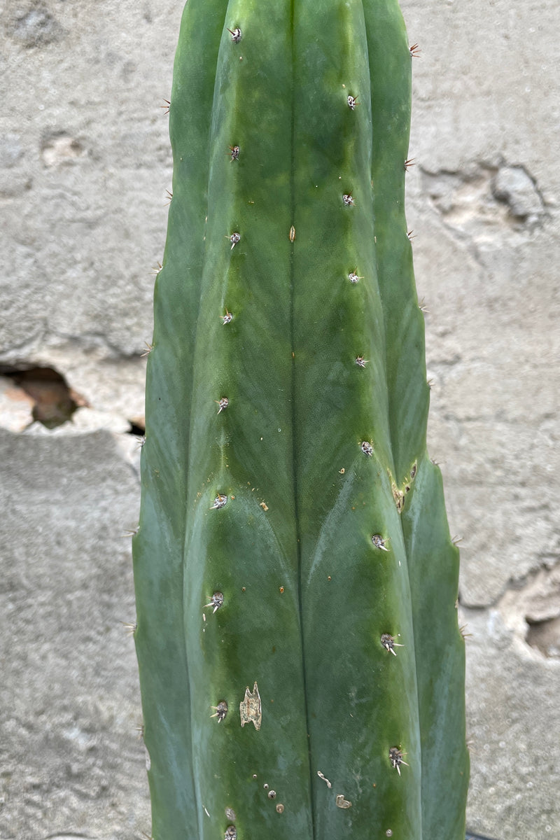 Close up of Echinopsis pachanoi 'San Pedro' shown as a single green,vetical column in a black growers pot against a cement background