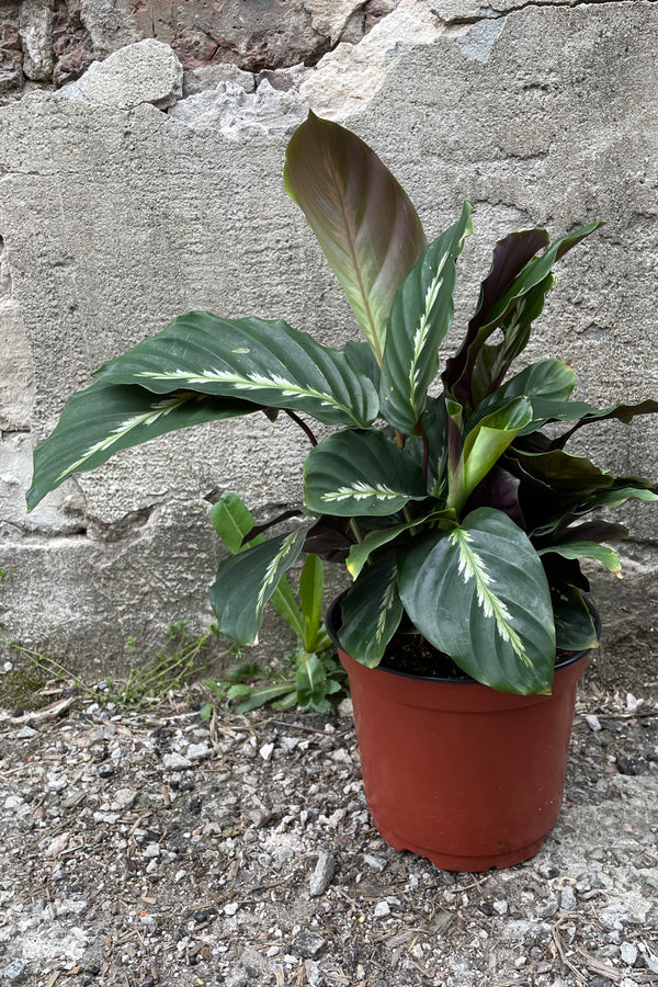 Calathea 'Maui Queen' has dark green oval shaped leaves with a feathery pale green marking in the center of the leaves against cement background