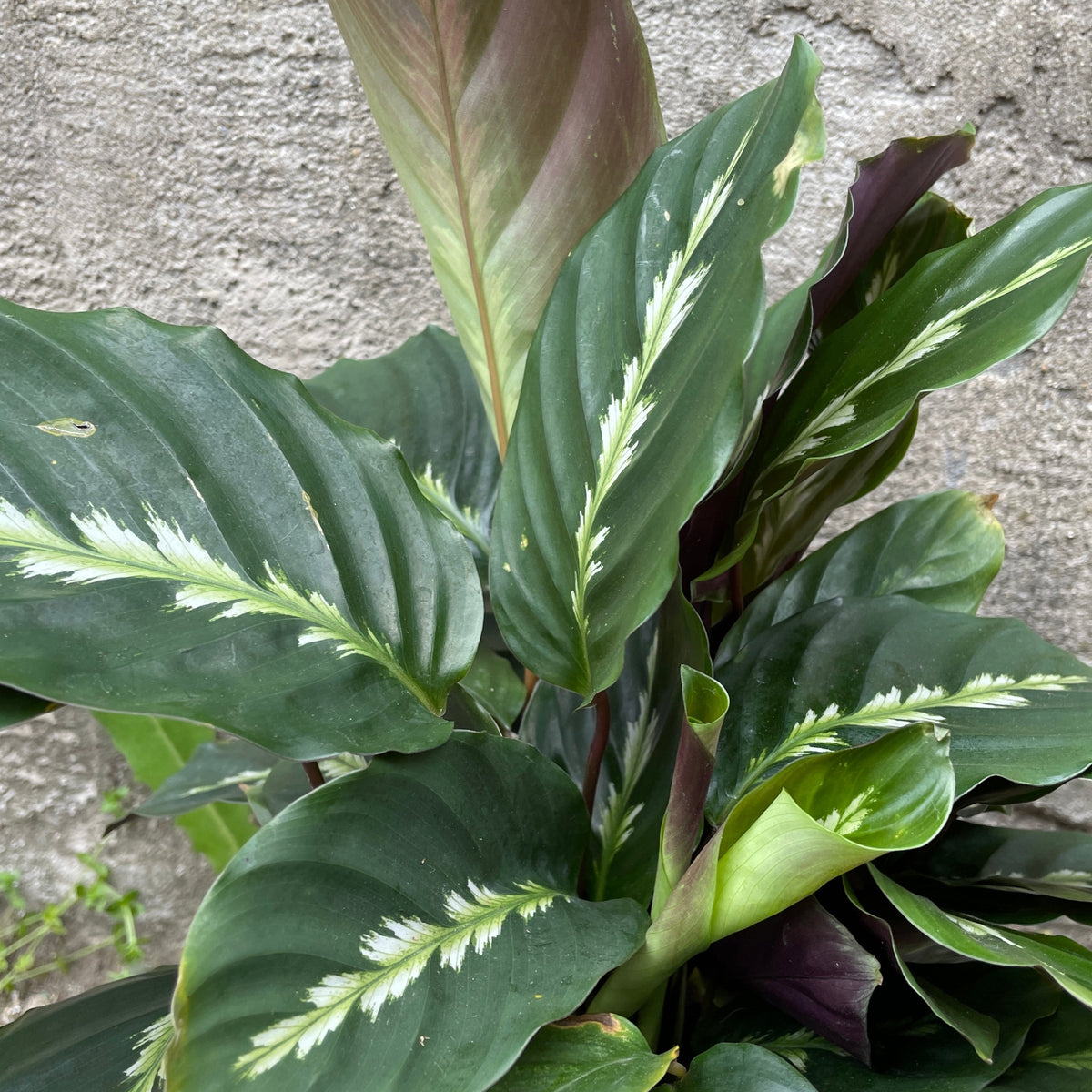 Calathea 'Maui Queen' 6" at SPROUT HOME
