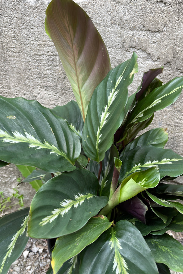 Close up of Calathea 'Maui Queen' has dark green oval shaped leaves with a feathery pale green marking in the center of the leaves against cement background