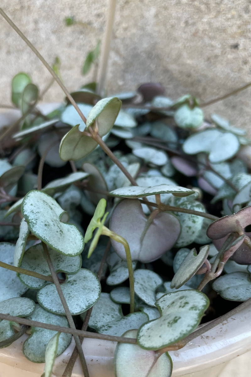 Close up of Ceropegia 'string of hearts' plant with pale, bluish-green, heart shaped leaves dotting long stems that trail against cement background 