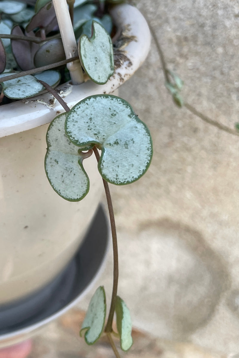 Single leaf of Ceropegia 'string of hearts' plant with pale, bluish-green, heart shaped leaves dotting long stems that trail against cement background 