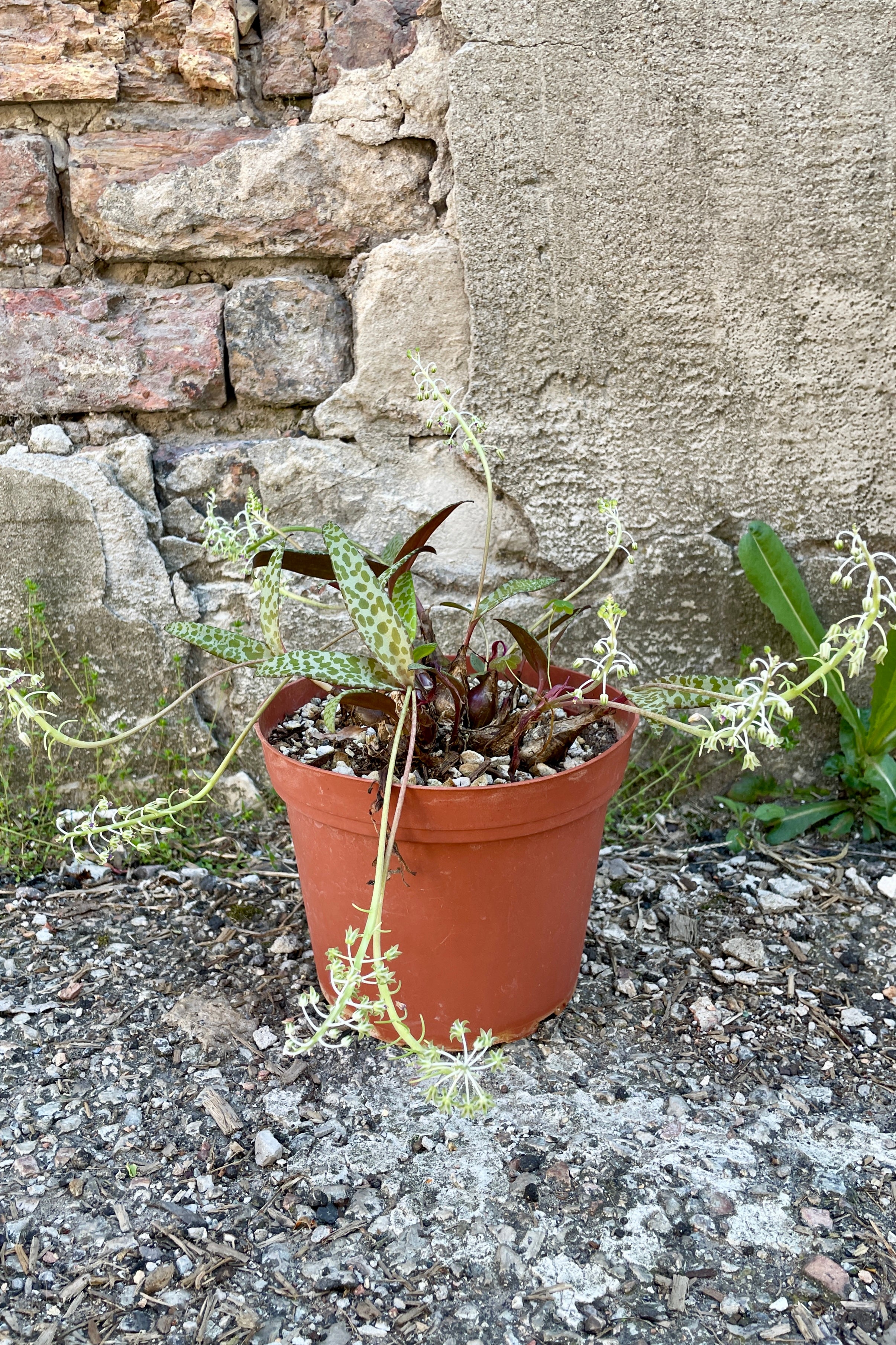 Ledebouria has narrow flat pale green leaves with dark green spots and a purple underside that grow from small bulbs and produce small white flowers on long stems against cement background